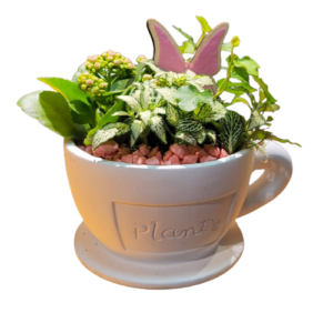 Kop en schotel arrangement