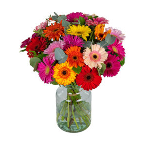 Gerbera mix Nieuwerkerk