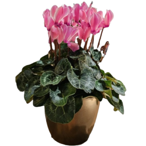 Cyclaam Roze XL incl. sierpot