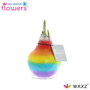 Amaryllis wax bol Regenboog