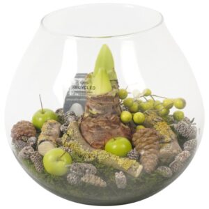 Amaryllis bol in glas